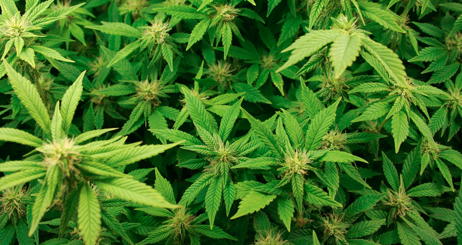 Cannabidiolic Acid